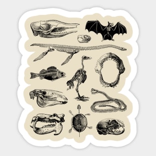 Animal Bones Sticker